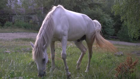 a-white-horse-grazes-in-a-field-and-eats-grass.-pets-on-free-grazing.-farming-and-pasture.